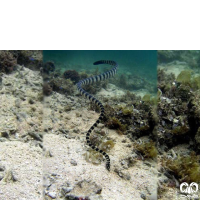 گونه مار دریایی حلقه دار Annulated Sea Snake